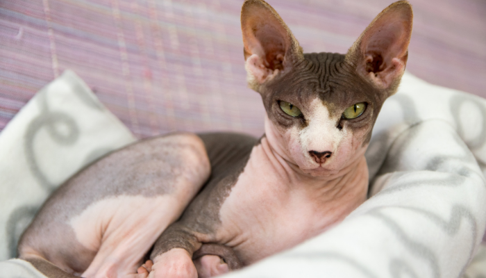 Gato da raça Sphynx - 3 Curiosidades. Descubra agora!