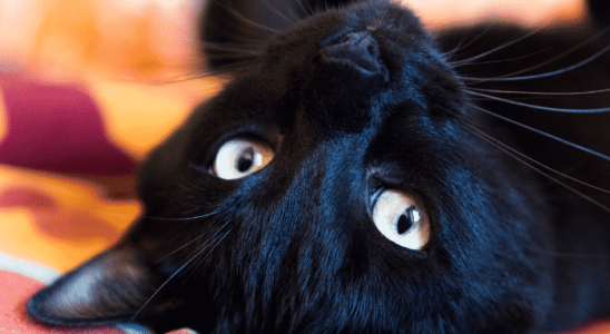 Gato preto: 5 raças diferentes. Confira!