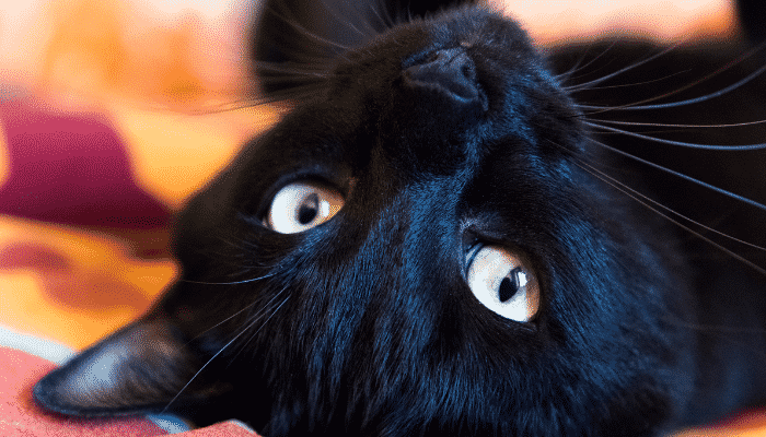 Gato preto: 5 raças diferentes. Confira!