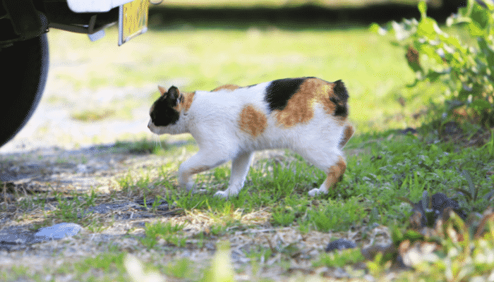 Gatos asiáticos – 3 das principais raças. Descubra quais são!