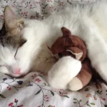 Gatos dormem muito – Mito ou verdade? Descubra agora!