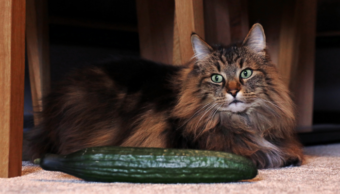 Gatos têm medo de pepino? Descubra agora mesmo!