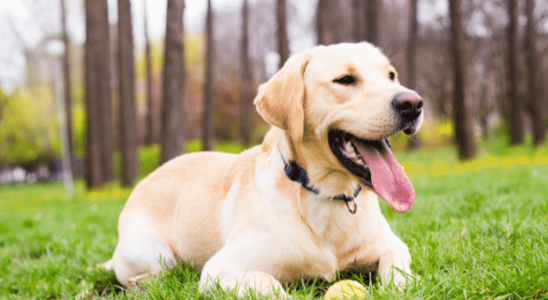 Labrador – 5 motivos para ter esse cão. Descubra agora!