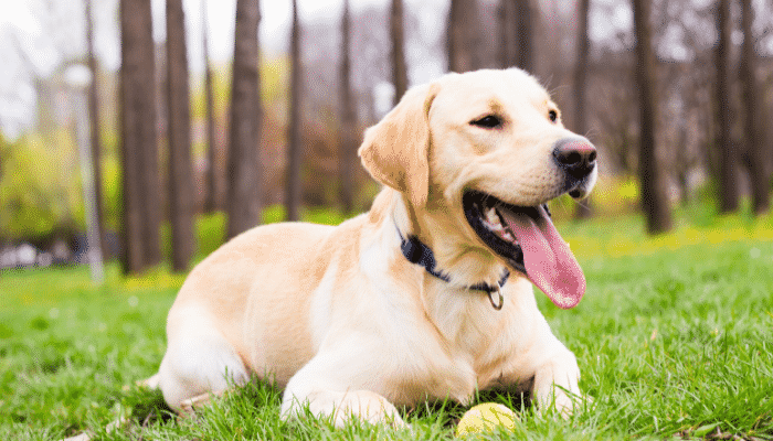 Labrador – 5 motivos para ter esse cão. Descubra agora!