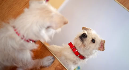 Os cachorros reconhecem seu reflexo no espelho? Saiba agora!