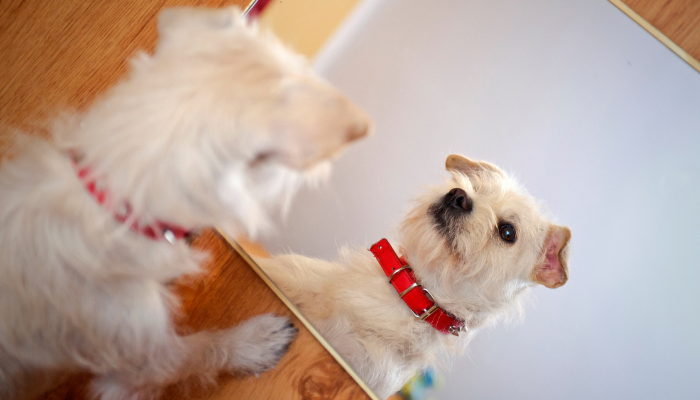 Os cachorros reconhecem seu reflexo no espelho? Saiba agora!