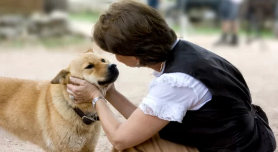 Os cães entendem o que falamos? Saiba mais!