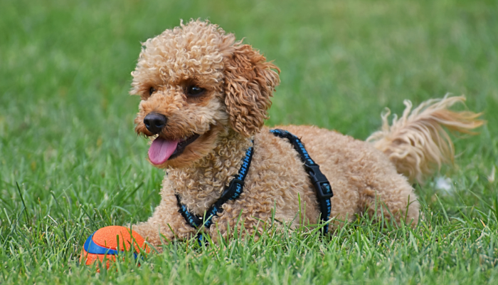 Poodle – Origem e cuidados dessa raça. Confira!