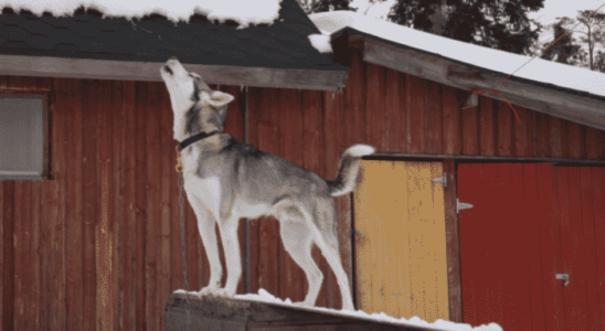 Por que os cães uivam? Descubra agora!