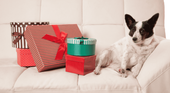 Presentes de Natal para seu cachorro - Descubra agora os 3 principais!