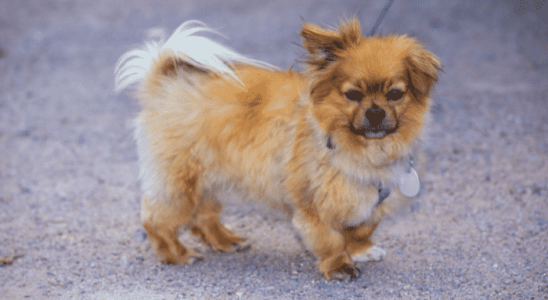 A raça Affenpinscher não é tão conhecida, embora seja um pet muito companheiro, amável e protetor. Saiba mais sobre essa raça de origem alemã!