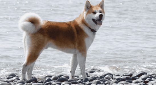 Raça Akita - Saiba mais sobre estes cães belos, protetores e leais!