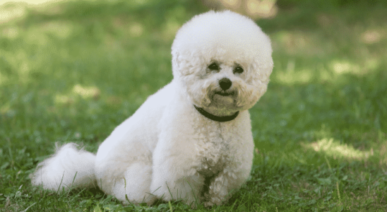 Raça Bichon Frisé - Fofura em miniatura. Saiba mais!