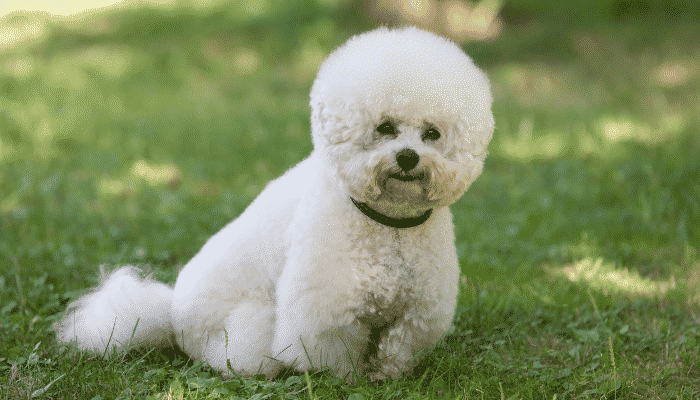 Raça Bichon Frisé - Fofura em miniatura. Saiba mais!