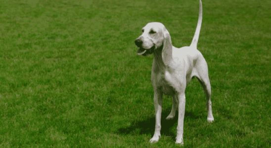 Raça Billy - Descubra os segredos deste cachorro obediente e inteligente!