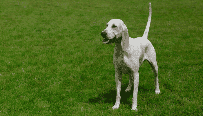 Raça Billy - Descubra os segredos deste cachorro obediente e inteligente! 