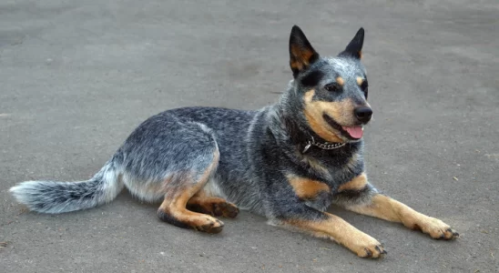 Raça Boiadeiro Australiano - Cães dóceis e brincalhões. Confira!