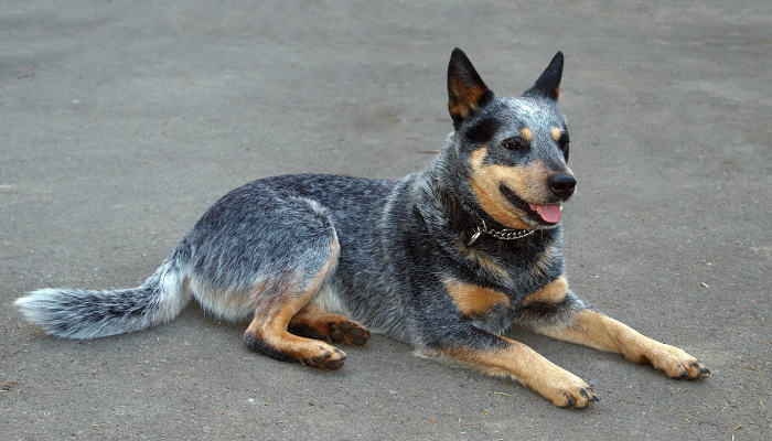 Raça Boiadeiro Australiano - Cães dóceis e brincalhões. Confira!