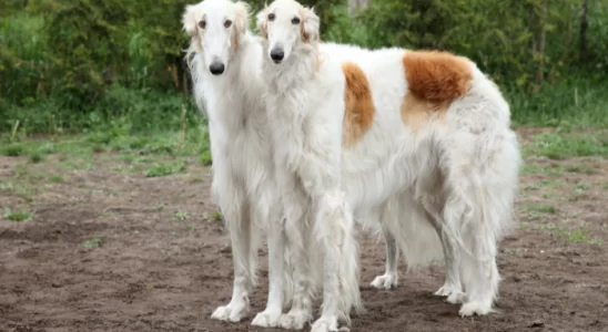 Raça Borzoi - Curiosidades sobre estes cães da Rússia. Descubra agora!