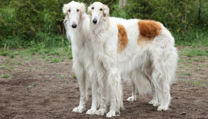 Raça Borzoi - Curiosidades sobre estes cães da Rússia. Descubra agora!