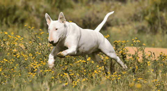 Raça Bull Terrier - Cães podem ser dóceis e gentis. Saiba mais!