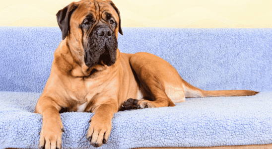 Raça Bullmastiff: Cães gigantes, brincalhões e muito sociáveis. Confira!