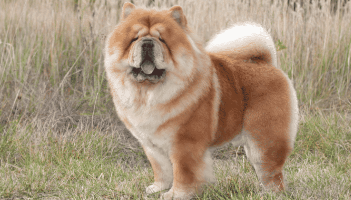 Raça Chow Chow - O leão de língua azul. Confira!