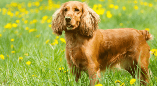 Raça Cocker Spaniel: fidelidade e fofura. Confira!