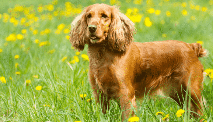 Raça Cocker Spaniel: fidelidade e fofura. Confira!