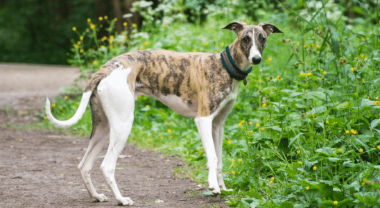 Raça Galgo Italiano – Saiba mais sobre os famosos cães de corrida!