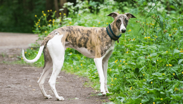 Raça Galgo Italiano – Saiba mais sobre os famosos cães de corrida!