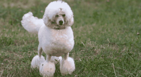 Raça Poodle - Uma das mais populares do mundo. Saiba mais!