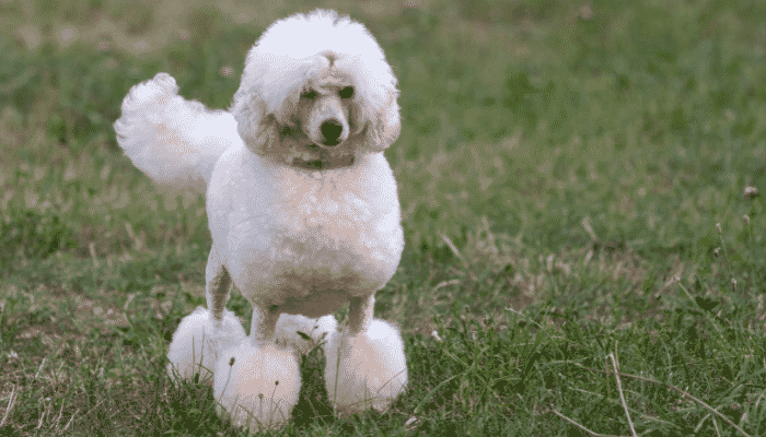 Raça Poodle - Uma das mais populares do mundo. Saiba mais!