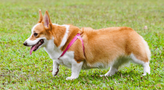 Raça Welsh Corgi – Conheça o cãozinho que lembra uma raposa. Confira!