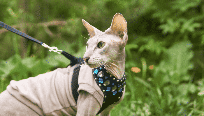 Raças raras de gatos - 5 espécies que você não conhece. Confira!