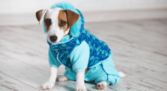 Roupas para pet – São necessárias? Confira!