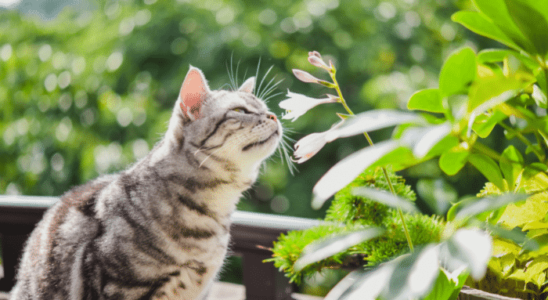 Sentidos do Gato: Eles realmente são melhores que os humanos? Confira!