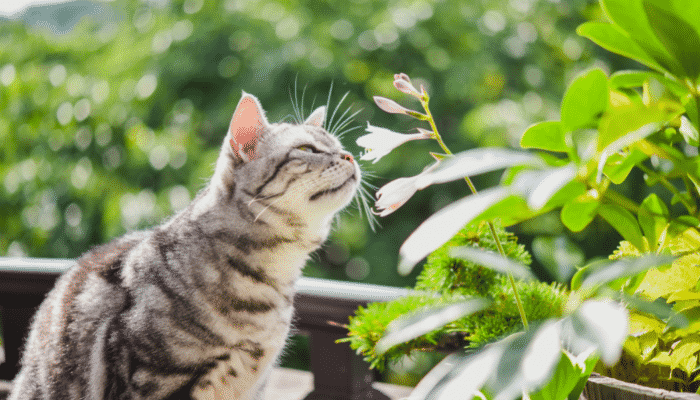 Sentidos do Gato: Eles realmente são melhores que os humanos? Confira!