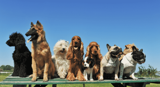 Socialização com cães adultos: Conviver com pessoas e animais. Confira!