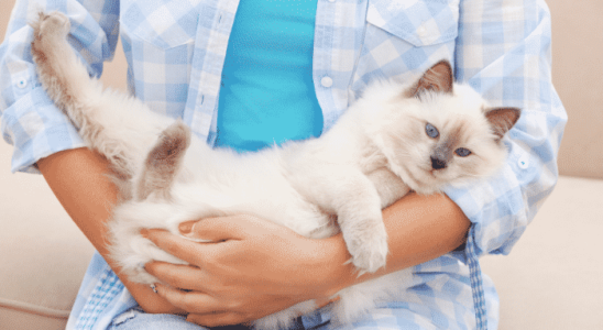 Ter um gato em casa? Motivos para escolher este pet. Saiba mais!