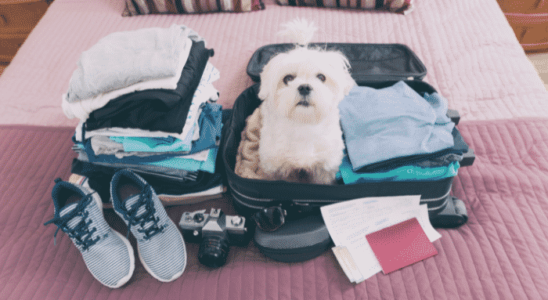 Viajar de avião com cachorro – Cuidados e precauções. Descubra agora!