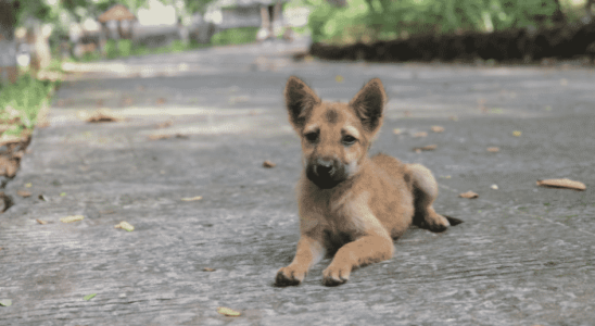 Vira-lata ou de Raça? Como escolher o seu Pet? Saiba mais!