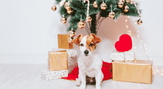 Árvores de Natal e Pets – 4 cuidados essenciais. Confira agora!