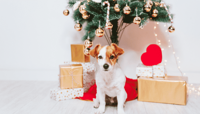 Árvores de Natal e Pets – 4 cuidados essenciais. Confira agora!