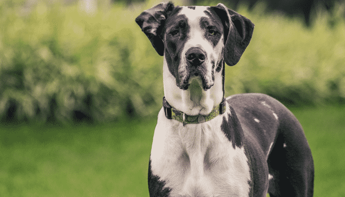 Raça Dogue Alemão - Grandes, belos e muito amigáveis. Saiba mais!