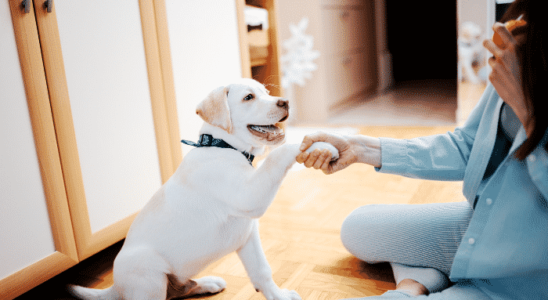 Educar seu cachorro - O que é melhor Punição ou Recompensa? Confira!