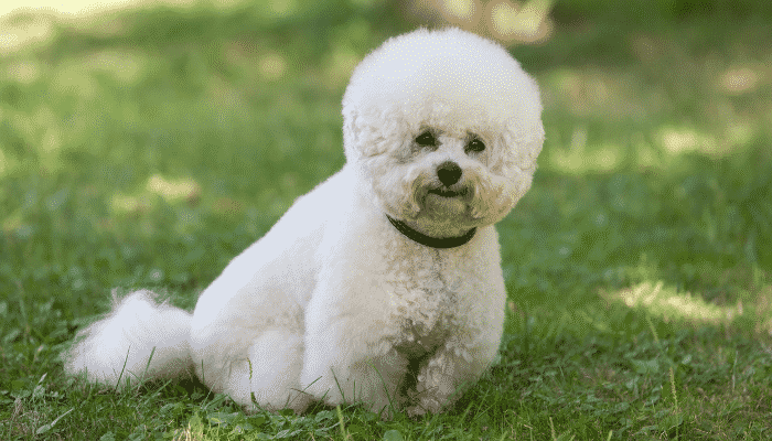 Raça Bichon Frisé - Cachorros que parecem de brinquedo - vamospet.com