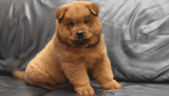 Raça Chow Chow - Cachorros que parecem de brinquedo - vamospet.com