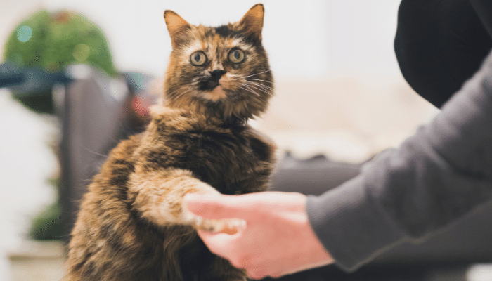 Adestramento de gatos -  É possível? Descubra agora!