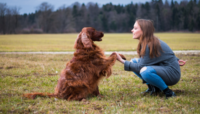 Adestrar seu cachorro – 3 principais motivos. Descubra agora!